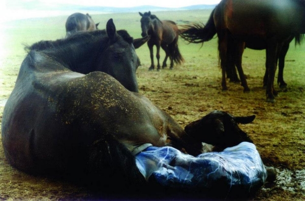 Би Монголдоо хайртай /түүвэр зураг/